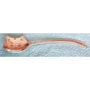 L�ffel Katze  div. Variationen